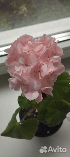 Герань пеларгония