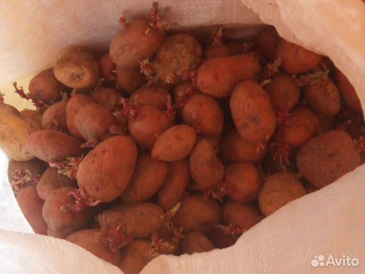 Картошка на посадку