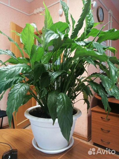 Спатифиллум