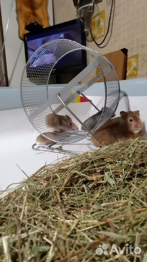 Сирийский хомяк