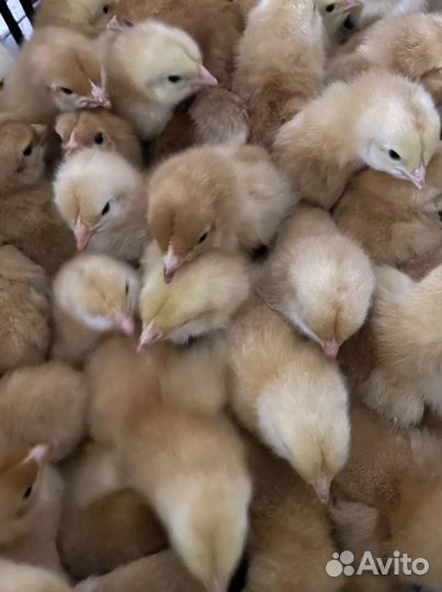 Цветной бройлер