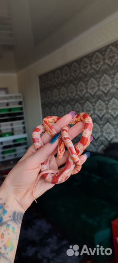 Змея маисовый полоз