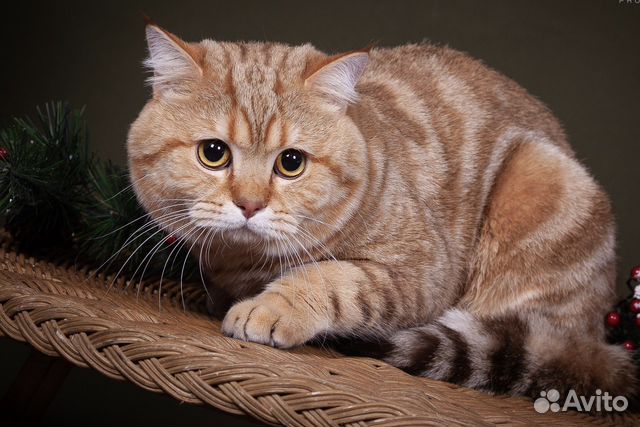 Шотландский кот вязка (чемпион породы)