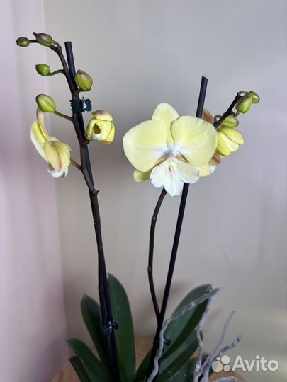 Орхидея фаленопсис Элис,биг лип,h52,2 цветонос