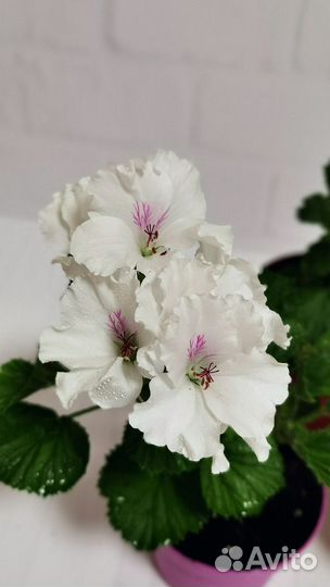 Королевская пеларгония, герань