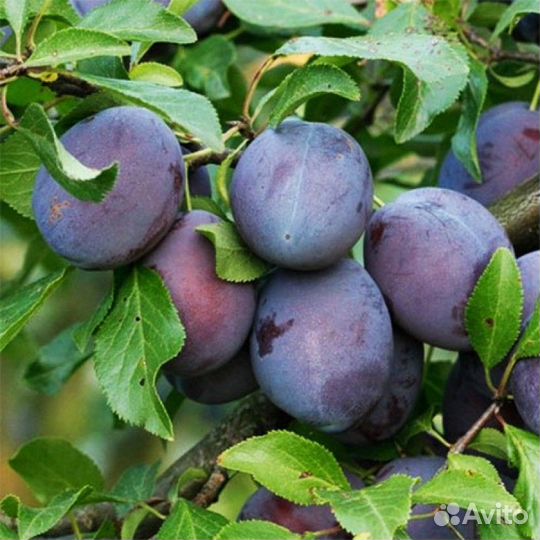 Саженцы сливы