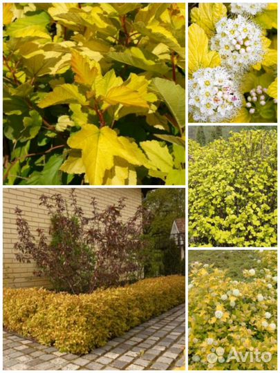 Ива Бересклет Пузыреплодник Спирея