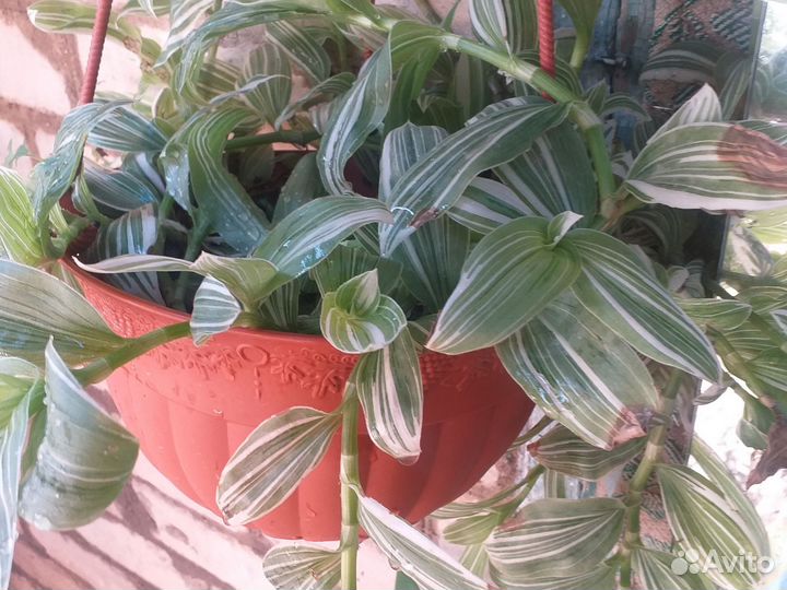 Комнатные цветы