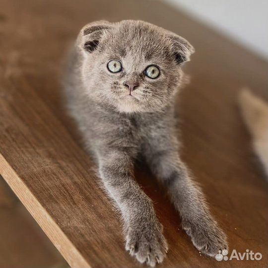 Британские котята