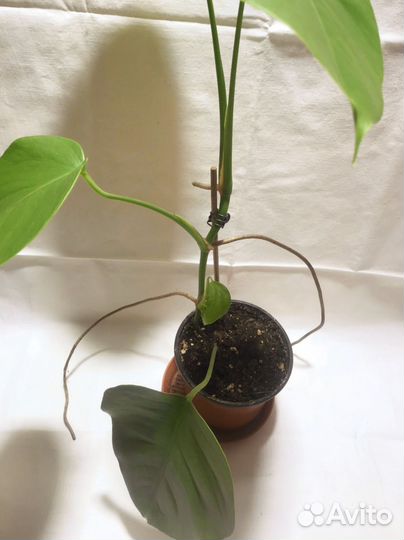 Молодая деликатесная монстерка