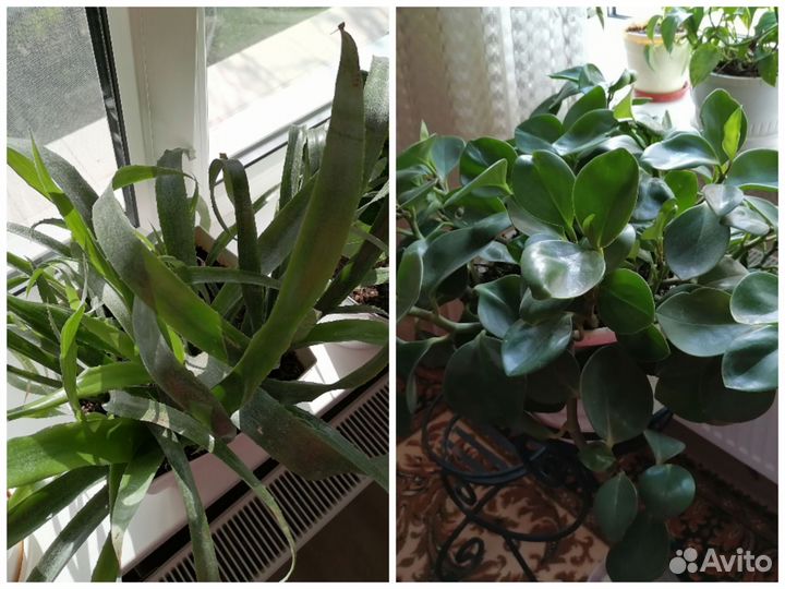 Крупногабаритные комнатные растения