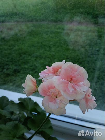 Пеларгонии сортовые