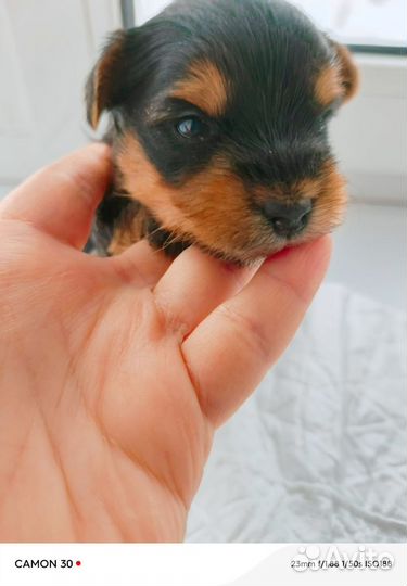 Йоркширский терьер щенки