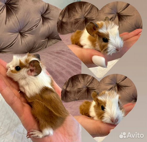 Морская свинка в добрые руки
