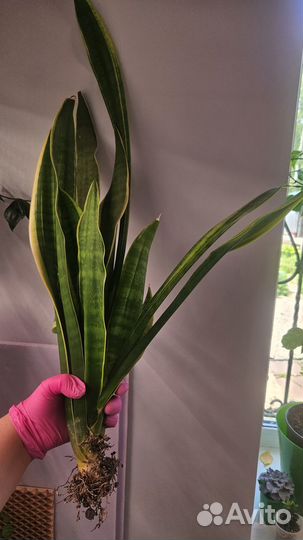 Сансевиерия лауренти