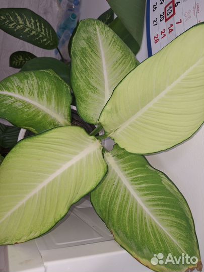 Диффенбахии, аглаонема