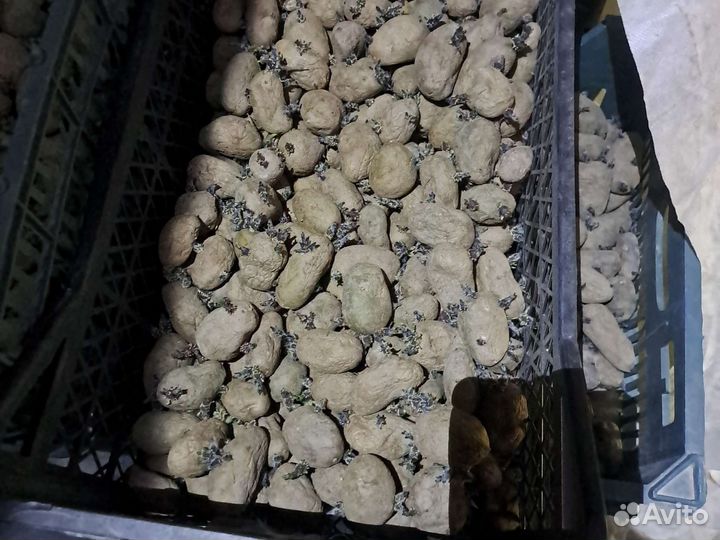 Семенной картофель