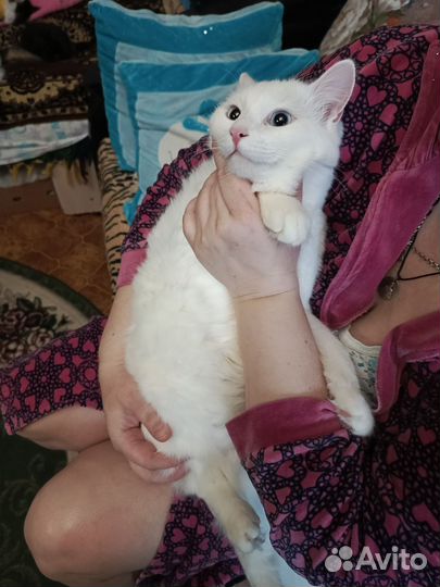 Коты в добрые руки