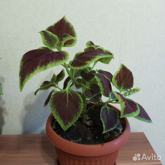 Колеус
