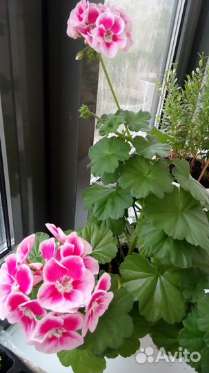 Пеларгонии набором