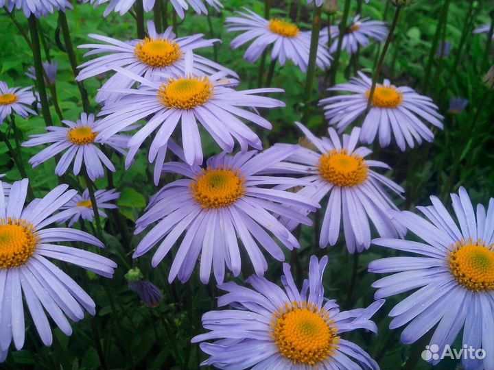 Многолетние цветы