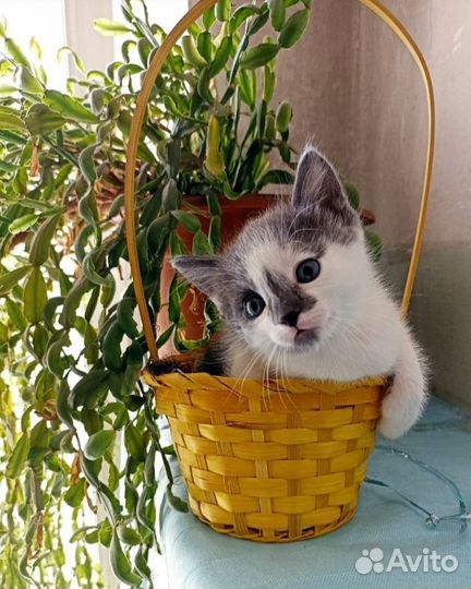 Малыши в добрые руки