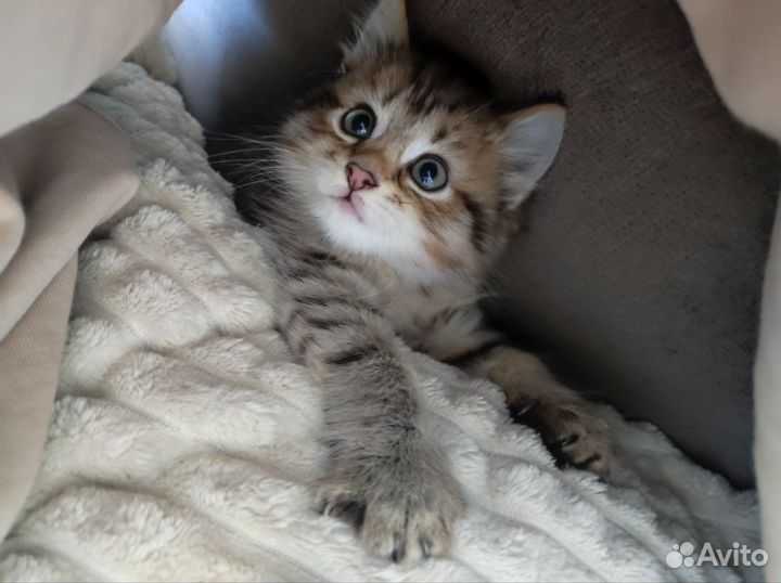 Котенок девочка