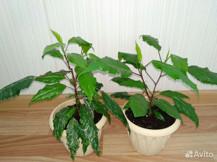 Гибискус(китайская роза)