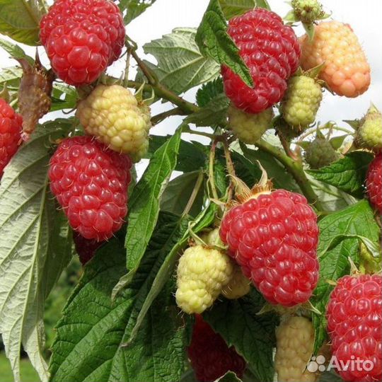 Малина для Кубани