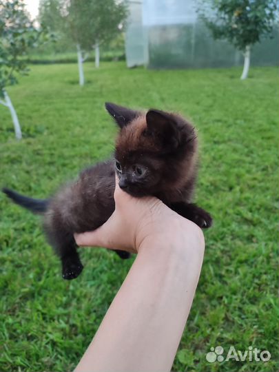 Отдам котёнка