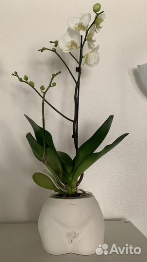 Гипсовое кашпо