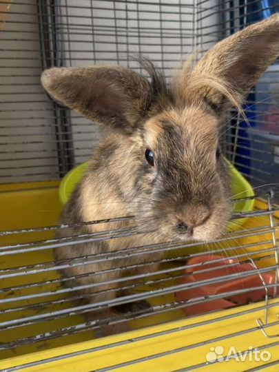 Декоративный карликовый кролик