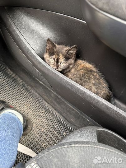 Котенок девочка около 2 месяцев