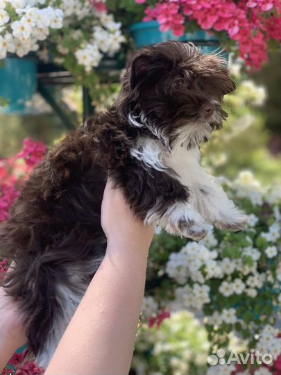 Йоркширский терьер