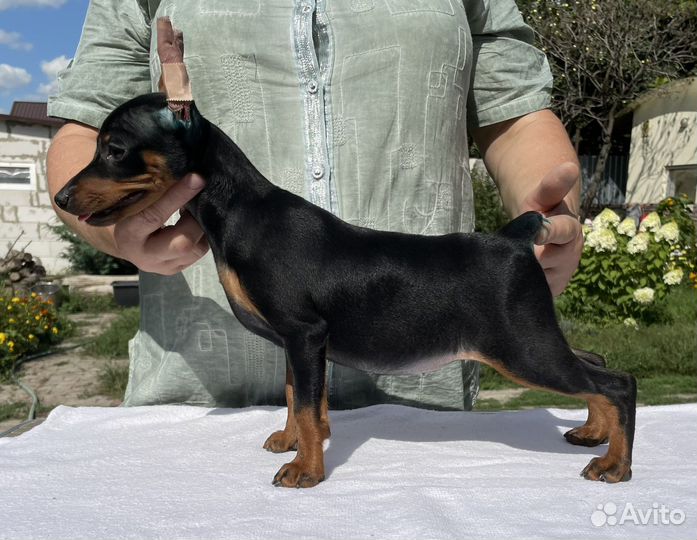 Щенки цвергпинчера питомник Тень Луны