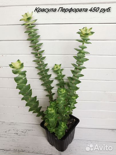 Суккуленты