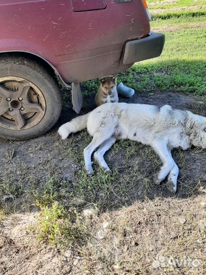Щенок лайки