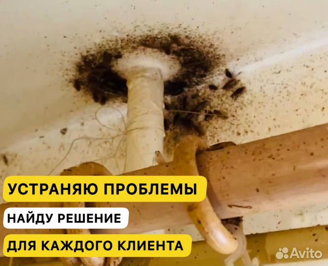 Уничтожение тараканов, Травля, Частный Мастер