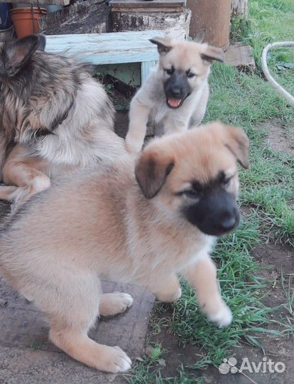 Щенок Бельгийской породы тервюрен