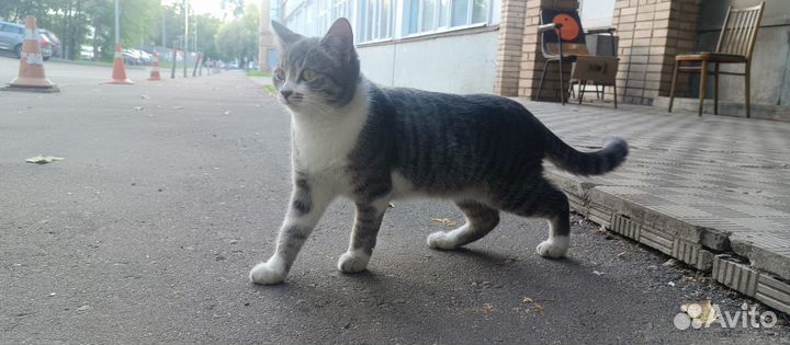 Кошку подбросили на работу