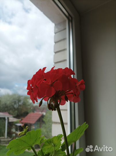Пеларгония обычная и розебудная махровая