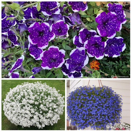 Вегетативные цветы