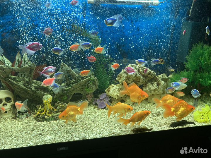 Обслуживание аквариумов