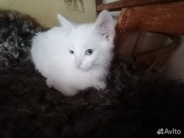 Котенок мальчик