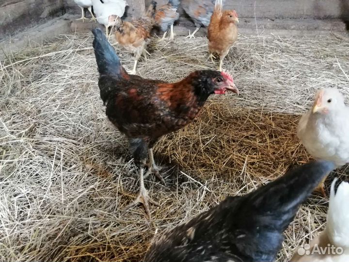 Куры молодки