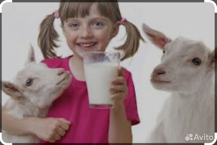 Козы молоко домашное