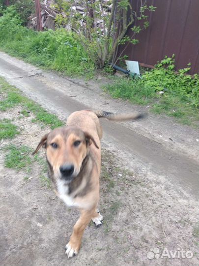 Собака в добрые руки