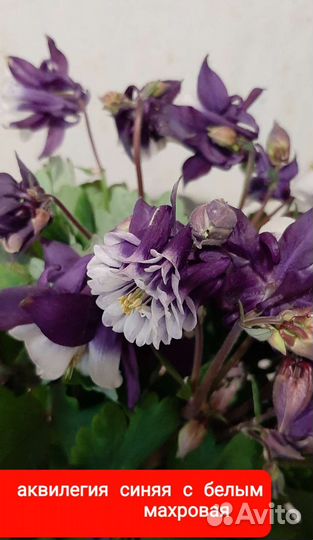 Аквилегия, водосбор