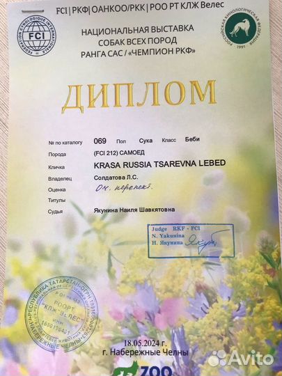 Щенки самоеда с документами РКФ