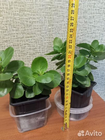 Комнатные цветы — суккуленты